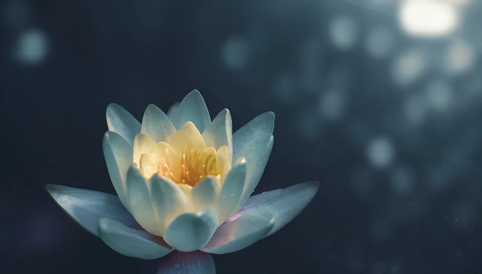 https://amanitherapies.com/wp-content/uploads/2022/07/Lotus-Flower.webp